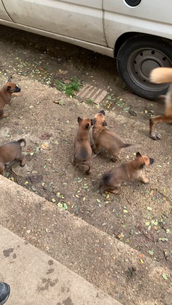 des Bergers d'Almatlo - Sortie avec des chiens adulte